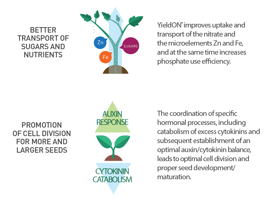 YieldON Promotes Better Transport of Sugars and Nutrients and Promotion of Cell Division