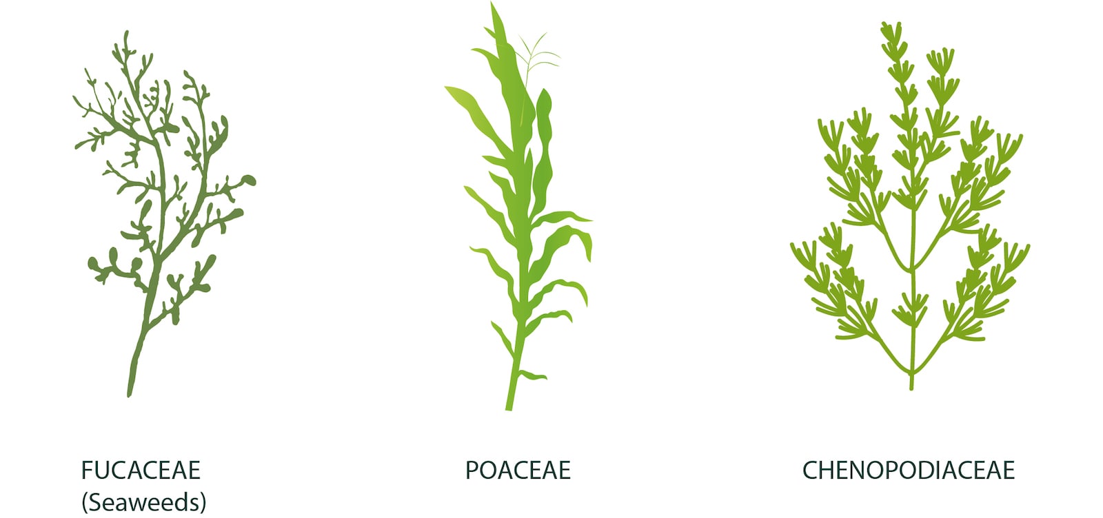 YieldON extracts - Fucaceae (Seaweeds), Poaceae, Chenopodiaceae